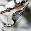 Nuthatches and Creepers